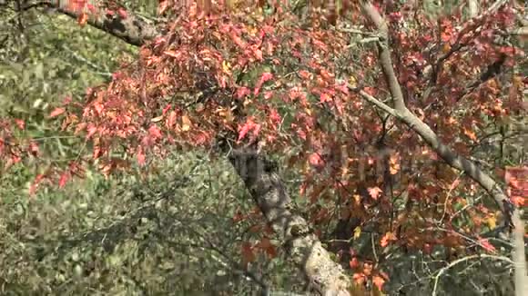 公园里有秋叶的新木路视频的预览图