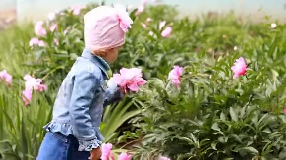 童女闻牡丹花的香气孩子在花园里散步视频的预览图
