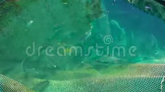 鱼场清水中漂浮的海鱼在开阔的海水空间进行养殖和养殖视频的预览图