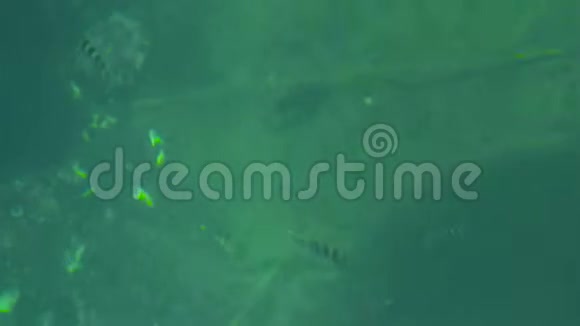 黄色条纹鱼在清澈的海景中游泳透明水中的鱼和海胆水下动物视频的预览图