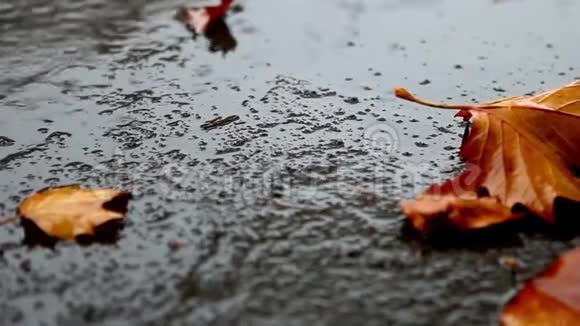 枫树黄叶在雨中的沥青上视频的预览图