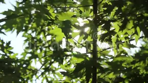 阳光透过枫树的绿叶照进来视频的预览图