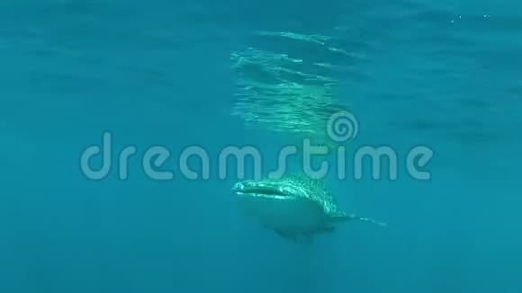 鲸鲨在海洋表面下游动视频的预览图