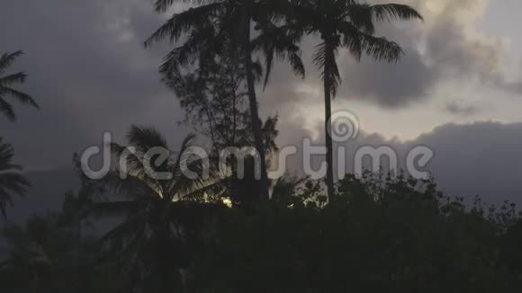 景区棕榈树拍摄视频的预览图