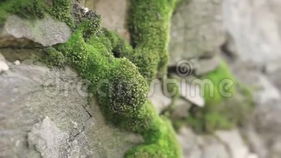 苔石绿底视频的预览图