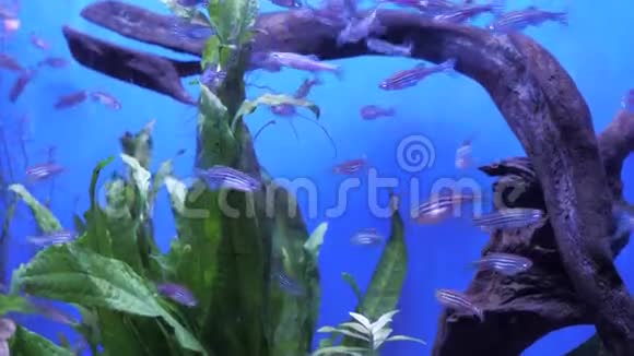 五颜六色的水族馆展示不同的鱼类游泳美丽的海底世界背景视频的预览图