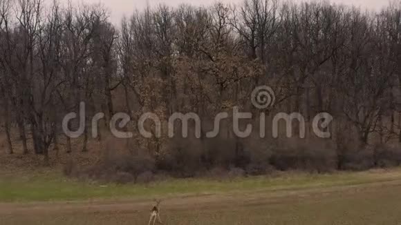 雄鹿在草地上奔跑视频的预览图