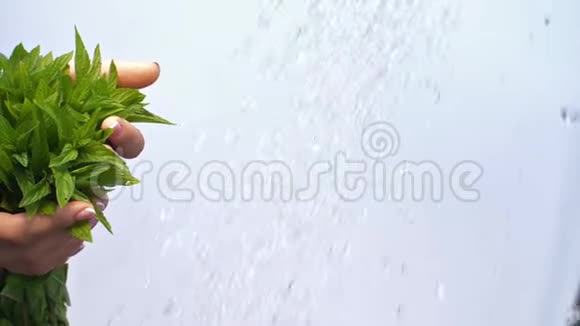 女人手中的水着薄荷植物视频的预览图