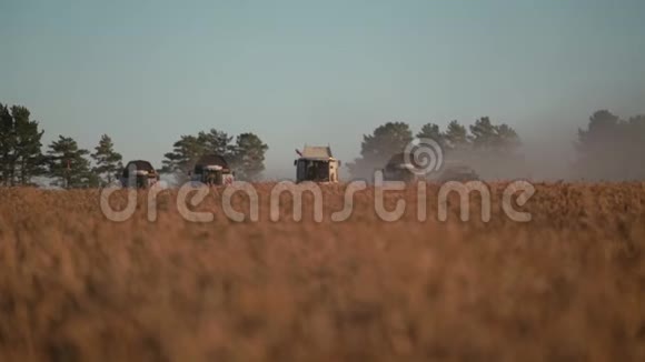 五现代结合收割小麦在金田上的秋天前景视频的预览图