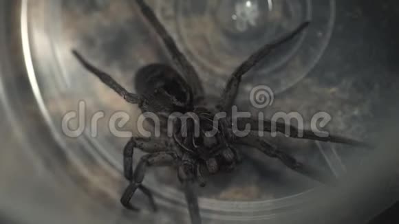 蟋蟀试图躲避蜘蛛的包围视频的预览图