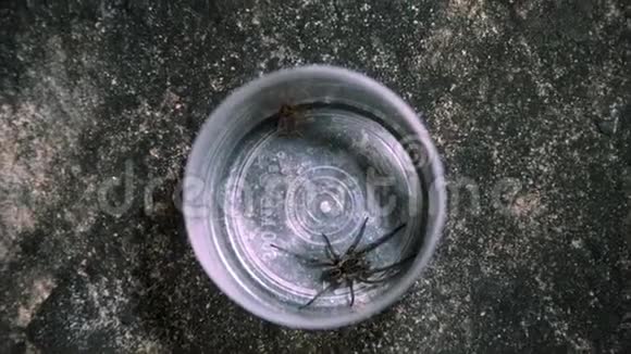 在蟋蟀喂食的蜘蛛上拍摄的图片视频的预览图