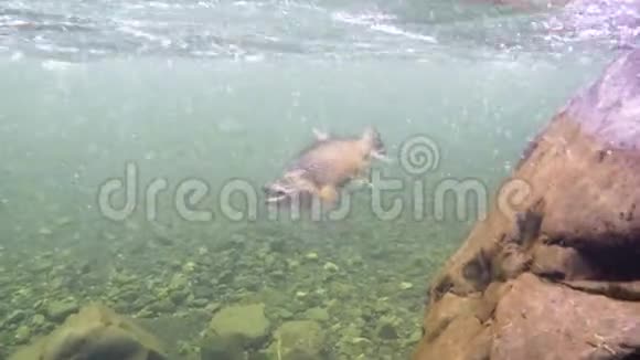 新西兰河上一条钩状褐鳟鱼的水下景观视频的预览图