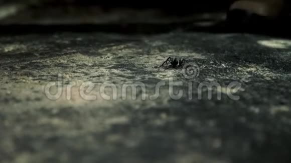 小蜘蛛被人抓在容器里视频的预览图