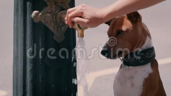 口渴的狗从喷泉里喝水视频的预览图