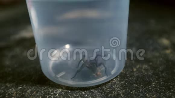 猎人在集装箱里吃蟋蟀的特写镜头视频的预览图