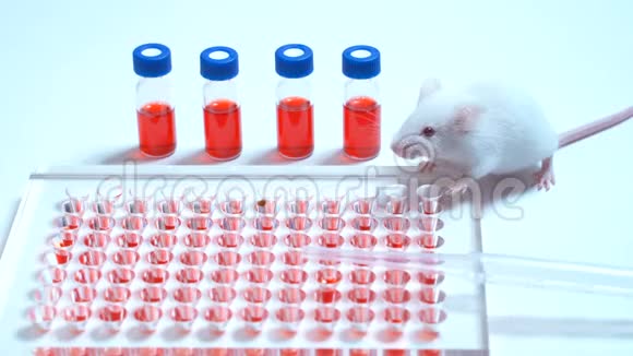 研究人员将老鼠注射到动物实验动物实验室老鼠实验疫苗中视频的预览图