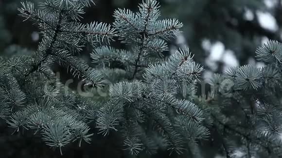 雪风杉树背景高清镜头视频的预览图