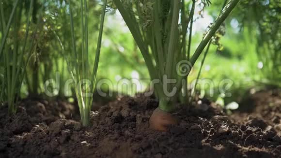 人把胡萝卜从地上拔出来慢动作视频的预览图
