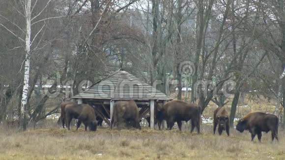 一大群欧洲野牛在森林的背景下吃草4K景观视频的预览图