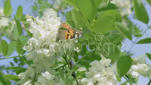 美丽的蝴蝶从白相思树的花朵中收集花粉荨麻疹和绿叶对抗视频的预览图