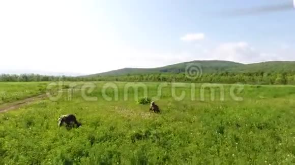 熊在自然公园Kamchatka打架视频的预览图