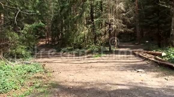 松林中的叉路在森林十字路口有两条小径视频的预览图