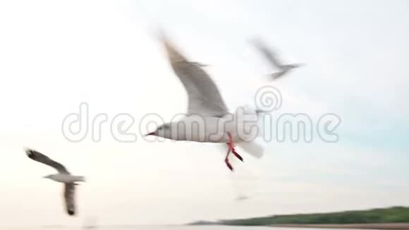海鸥在日落背景下非常接近镜头的缓慢飞行视频的预览图