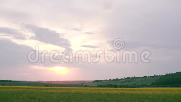 夕阳下的一片黄花美丽的日落视频的预览图