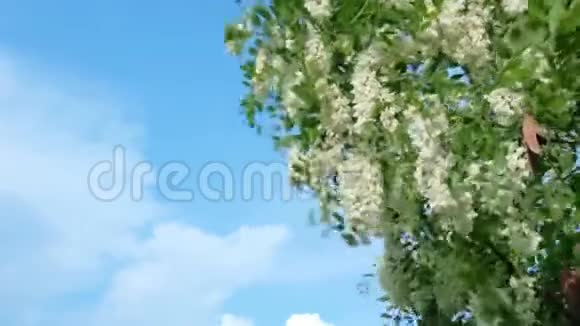 美丽的蝴蝶从白相思树的花朵中收集花粉荨麻疹和绿叶对抗视频的预览图