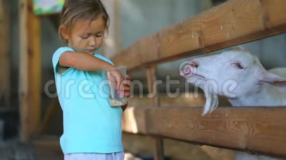 可爱的女婴在农场用手喂山羊视频的预览图