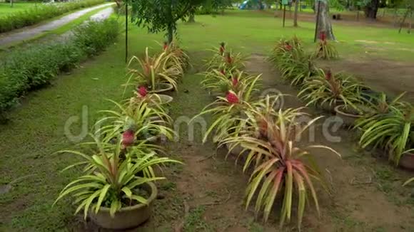 一组菠萝植物上面有菠萝水果视频的预览图