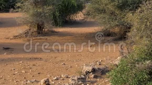 非洲黑包豺狼在灌木丛中的尘土飞扬的沙地上奔跑视频的预览图