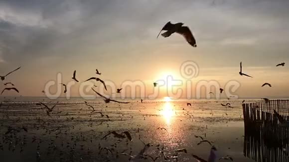 日落时海鸥飞翔的慢动作视频的预览图