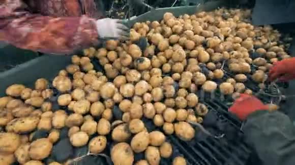 两个工人在传送带上分拣大量土豆关门视频的预览图