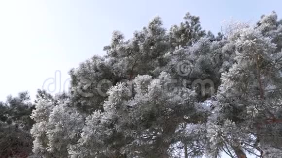 冬日公园里蓝天映衬下松枝上覆盖着白霜森林里寒冷的早晨视频的预览图