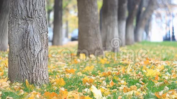 秋天公园里五彩缤纷的小巷树叶飘落汽车在后台慢动作视频的预览图