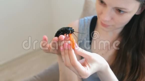 年轻女子拿着胡萝卜用胡萝卜喂养一只雄性的大这是一只嘶嘶的蟑螂视频的预览图