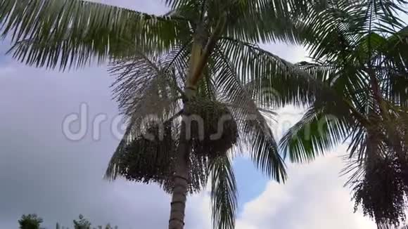 在一个热带花园里用棕榈果拍摄的一种热带棕榈树视频的预览图