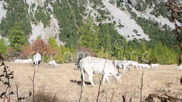 在欧洲阿尔卑斯山的一个山谷里放牧的白牛群视频的预览图