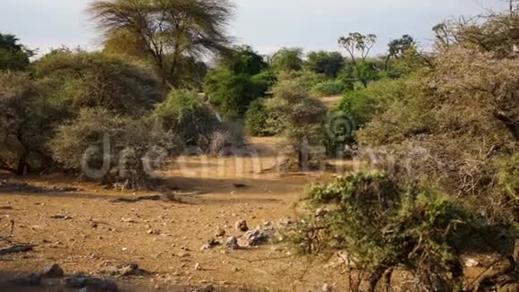 在灌木丛中的非洲干燥的红色草原上奔跑的黑包豺狼视频的预览图