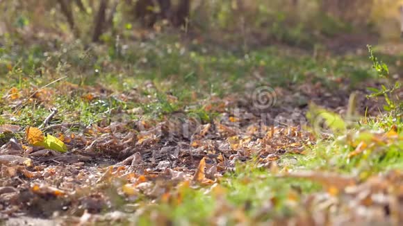 骑摩托车的人骑在秋天的森林里的小径上摩托车沿着秋日的木路穿过五颜六色的落叶视频的预览图