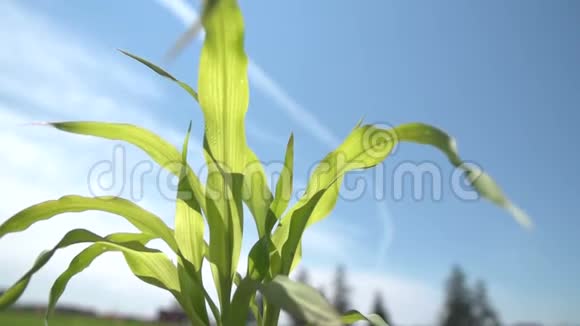 低角度慢运动风通过幼玉米植物明媚阳光明媚的一天高清1080便士视频的预览图