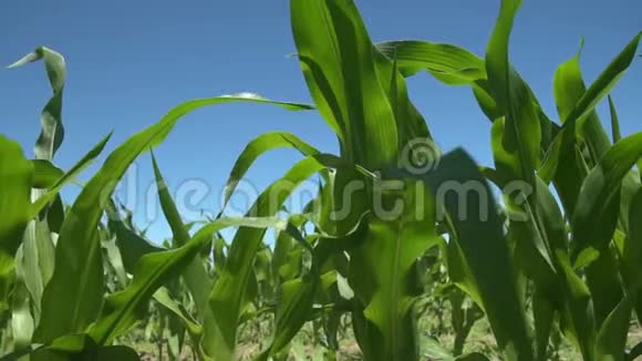 阳光明媚的一天在一片田野里缓慢地跟踪年轻的玉米茎高清1080便士视频的预览图