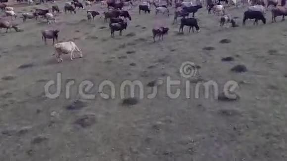 一群牛在田野上视频的预览图