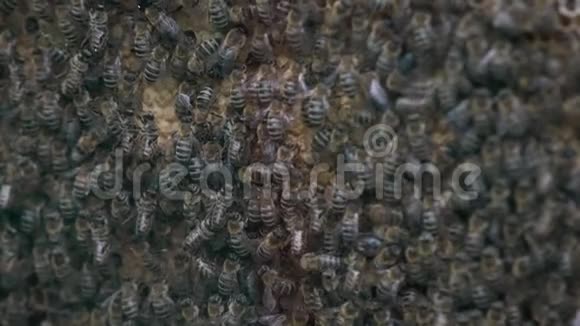 成千上万的蜜蜂在蜂蜜的蜂窝上蜜蜂采蜜后放入六方细胞返回蜂巢视频的预览图