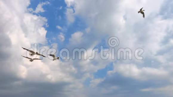 白云背景下天空中高翔着洁白的海鸥夏日视频的预览图