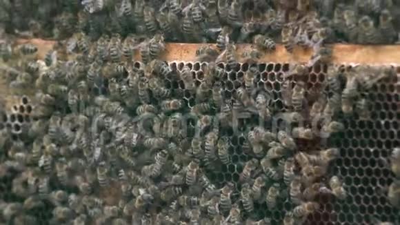 成千上万的蜜蜂在蜂蜜的蜂窝上蜜蜂采蜜后放入六方细胞返回蜂巢视频的预览图