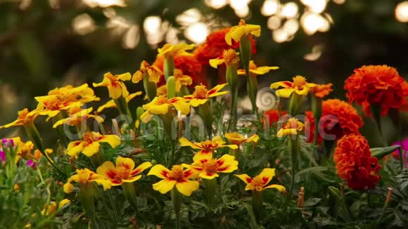 雨后黄色和橙色的花干燥视频的预览图