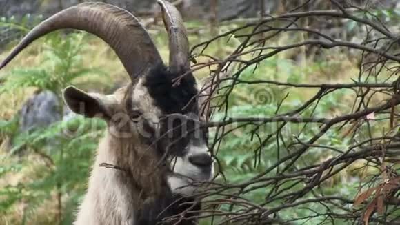 有角的山羊吃树视频的预览图