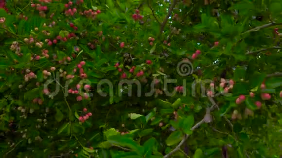 东南部热带水果小品果视频的预览图